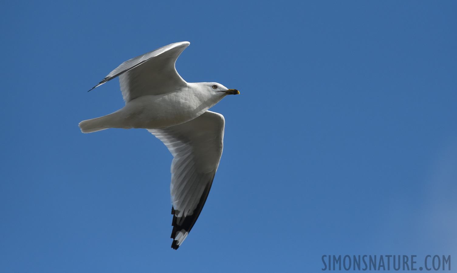 Larus delawarensis [380 mm, 1/8000 Sek. bei f / 8.0, ISO 1600]